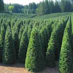 Estacada Oregon Tree Farm