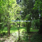 Park Setting