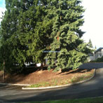 Cedar Mill Park