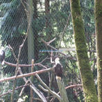 Oregon Zoo Bird Exhibit